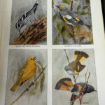 The Book of Birds National Geographic Society for sale grandview