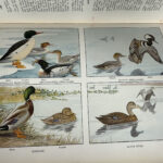 The Book of Birds National Geographic Society for sale grandview