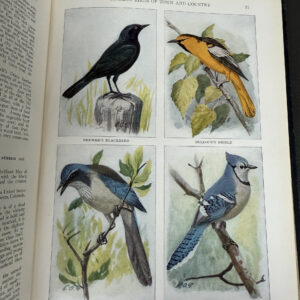 The Book of Birds National Geographic Society grandview auctions