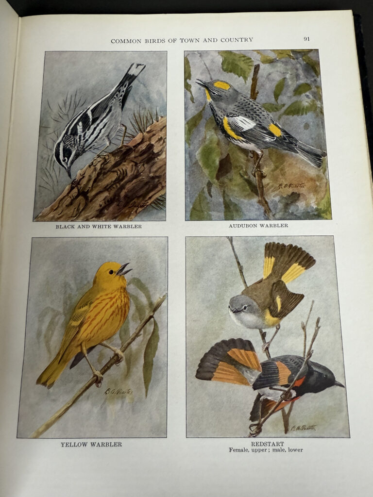 The Book of Birds National Geographic Society for sale grandview