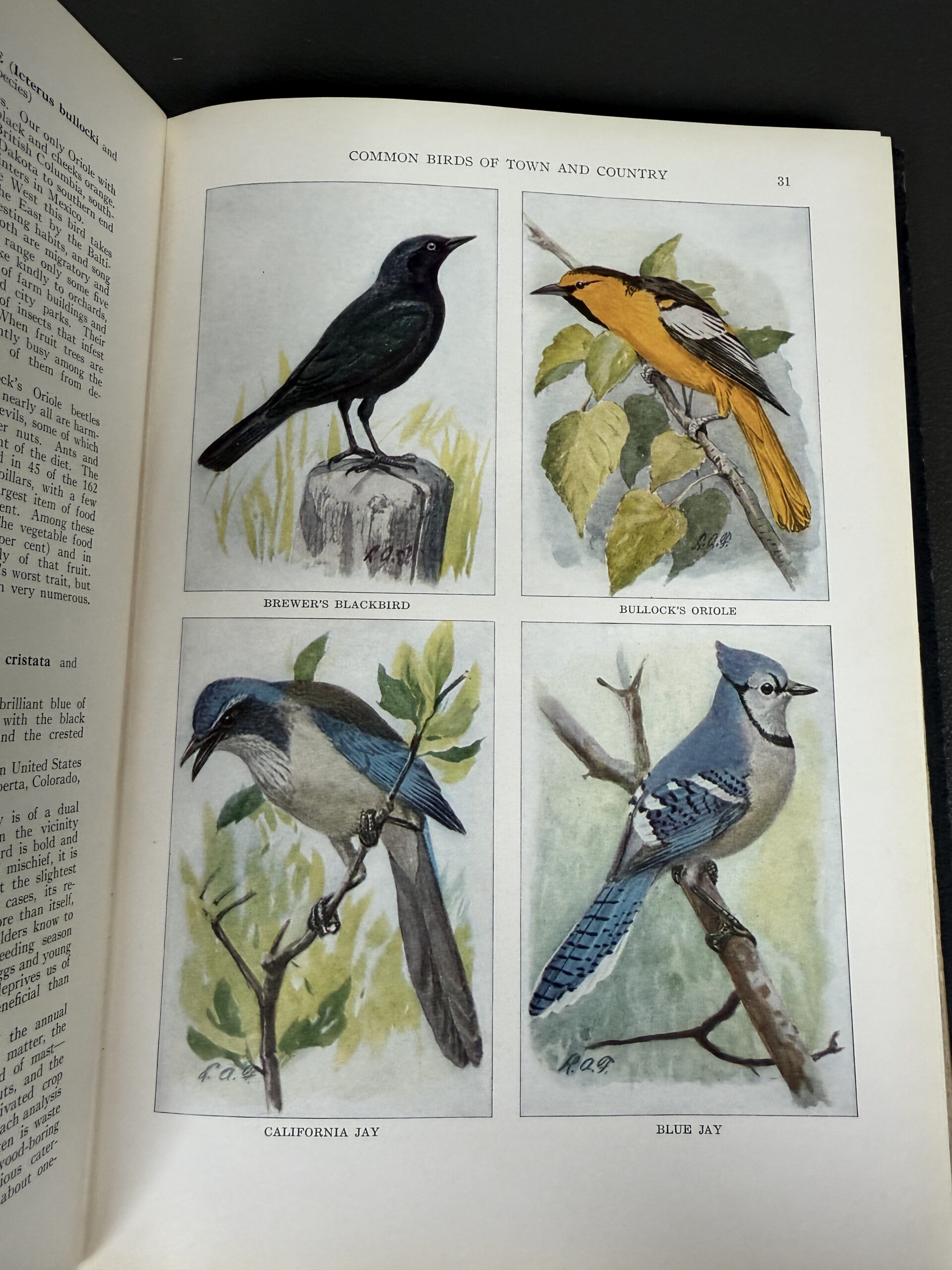 The Book of Birds National Geographic Society grandview auctions